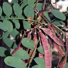 Attēlu rezultāti vaicājumam “Robinia pseudoacacia fruit”