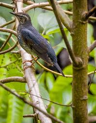 Image result for Zoothera sibirica