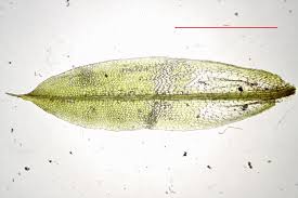 Attēlu rezultāti vaicājumam “Tortula subulata”