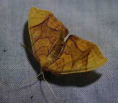 Attēlu rezultāti vaicājumam “Eulithis sp.”