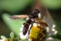 Attēlu rezultāti vaicājumam “Cylindromyia sp.”