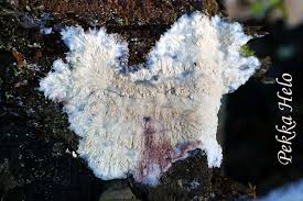 Attēlu rezultāti vaicājumam “Phlebia centrifuga”