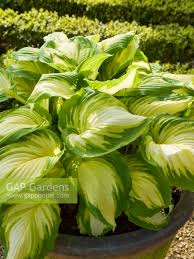 Image result for Hosta Warpaint