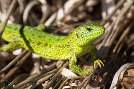 Attēlu rezultāti vaicājumam “Lacerta agilis”