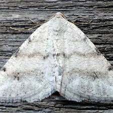 Attēlu rezultāti vaicājumam “Macaria signaria”