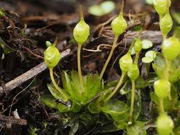 Attēlu rezultāti vaicājumam “Physcomitrium pyriforme”