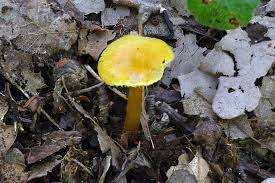 Attēlu rezultāti vaicājumam “Hygrocybe acutoconica”