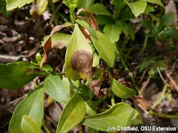 Attēlu rezultāti vaicājumam “Comatricha pulchella stalked”