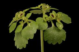 Attēlu rezultāti vaicājumam “Chrysosplenium alternifolium leaf”