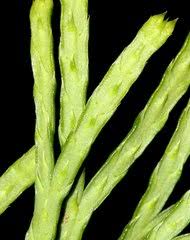 Attēlu rezultāti vaicājumam “Diphasium complanatum”