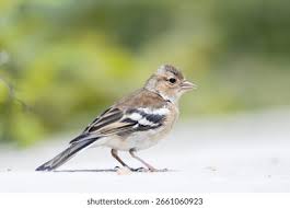 Attēlu rezultāti vaicājumam “Fringilla coelebs juvenile”