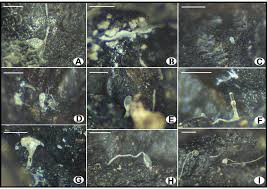Attēlu rezultāti vaicājumam “Lamproderma puncticulatum spores”