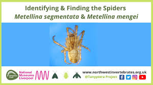 Attēlu rezultāti vaicājumam “Metellina segmentata”