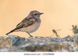 Image result for Oenanthe pleschanka