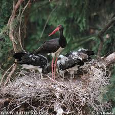 Attēlu rezultāti vaicājumam “Ciconia nigra nest”