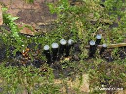 Attēlu rezultāti vaicājumam “Holwaya mucida”