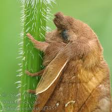 Attēlu rezultāti vaicājumam “Euthrix potatoria imago”