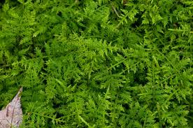 Attēlu rezultāti vaicājumam “Thuidium delicatulum sporophyte”