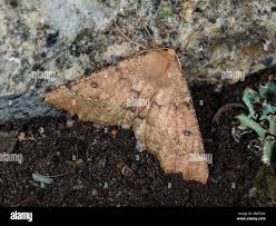 Attēlu rezultāti vaicājumam “Odontopera bidentata”