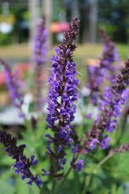 Attēlu rezultāti vaicājumam “Salvia nemorosa flower”