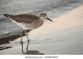 Image result for Calidris bairdii