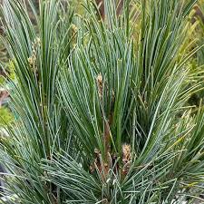 Attēlu rezultāti vaicājumam “Pinus cembra”