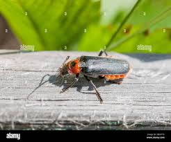 Attēlu rezultāti vaicājumam “Cantharis rustica”