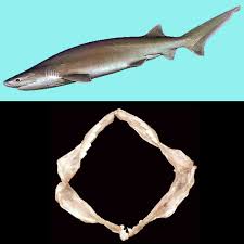 Image result for Hexanchus griseus