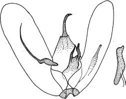 Attēlu rezultāti vaicājumam “Adaina microdactyla”
