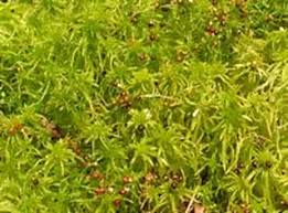 Attēlu rezultāti vaicājumam “Sphagnum fimbriatum”