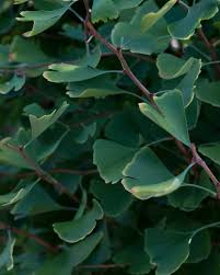 Attēlu rezultāti vaicājumam “Ginkgo biloba leaf”