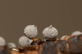 Attēlu rezultāti vaicājumam “Colloderma sp.”