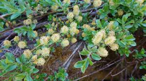 Attēlu rezultāti vaicājumam “Salix cinerea female flower”