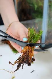 Attēlu rezultāti vaicājumam “Polytrichum commune”