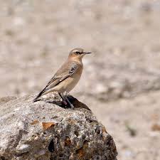 Attēlu rezultāti vaicājumam “Anthus trivialis adult”