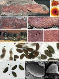 Attēlu rezultāti vaicājumam “Hypoxylon fragiforme / howeianum”