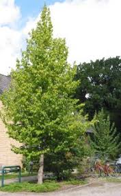 Attēlu rezultāti vaicājumam “Corylus colurna”