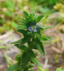 Attēlu rezultāti vaicājumam “Veronica officinalis fruit”