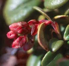 Attēlu rezultāti vaicājumam “Vaccinium vitis-idaea bud”