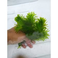 「水蘊草」的圖片搜尋結果