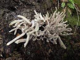 Attēlu rezultāti vaicājumam “Cribraria languescens stalked”