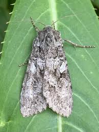 Attēlu rezultāti vaicājumam “Eurois occulta”