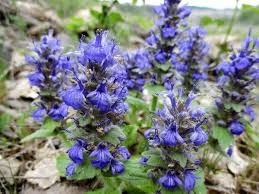 Attēlu rezultāti vaicājumam “Ajuga genevensis”