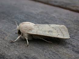 Attēlu rezultāti vaicājumam “Orthosia gracilis”