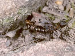 Attēlu rezultāti vaicājumam “Formica rufa”