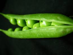 Attēlu rezultāti vaicājumam “Pisum sativum fruit”