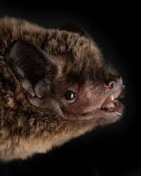 Attēlu rezultāti vaicājumam “Nyctalus leisleri”