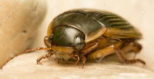 Attēlu rezultāti vaicājumam “Dytiscus marginalis”