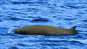 Image result for Ziphius cavirostris