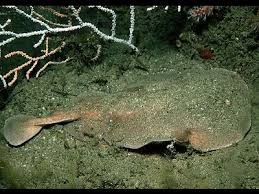 Image result for Torpedo marmorata